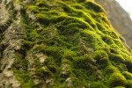 Камуфляжная расцветка зеленый мох или Атакс